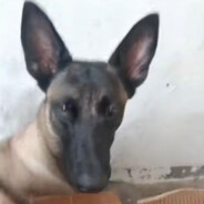 搂着鱼睡觉的猫🐱