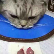 她与白给皆遗憾