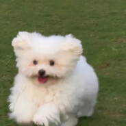 三七