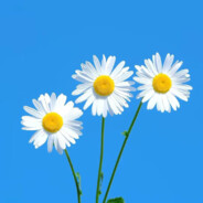 超级无敌暴龙🐏战士