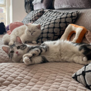 你躲不过我的刀