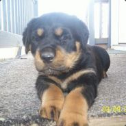 Almost1974 - steam id 76561197961457800
