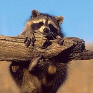 desert raccoon