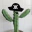 captain cactus