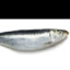 SanguineSardine