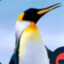 ditem_penguin727