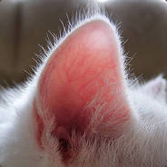 NUB23