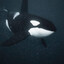orca.'s avatar