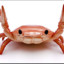 Melody Crab