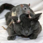 KatteKitMus