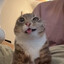ニガーキラー