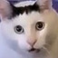 huh cat