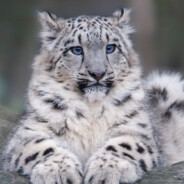 Snow leopard avatar