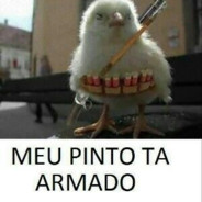 PINTO ARMADO
