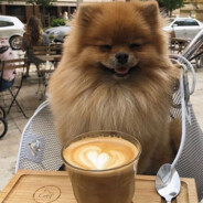 espressona seniora ☕