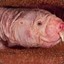 Naked Mole Rat