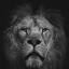 🦁Bypblk👑