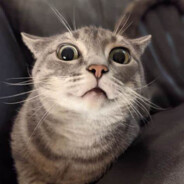 Kitty Cat