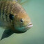 Bluegill