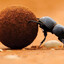 Escarabajo Bollero