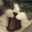 Twitchii