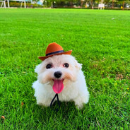 DumbDog