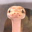 SneK