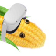 Corn Boa