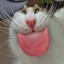 Silly Cat