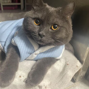 哄你睡觉的暴扣酱