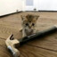Котик с молотком