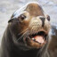 Seal-Man