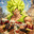 Broly