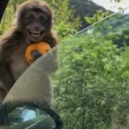 Лысая обезьяна