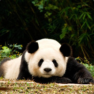 长沙熊猫王