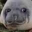 AnOverJoyedSeal