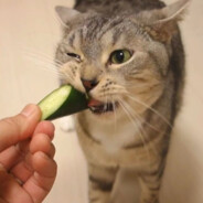 吃黄瓜的猫
