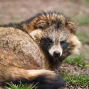Tanuki