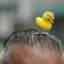 Duck in the head