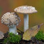fungal spore #239