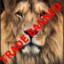 Simba ⛔TRADE BANNED⛔