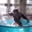 Monky Bath