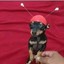 cachorrin colorado