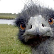 OstrichFace