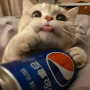 你看见我的小羊了嘛