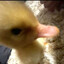 Ducky