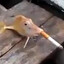 Dart Enjoyer
