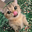 AlexeykoCat