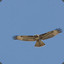 Flying_Raptor
