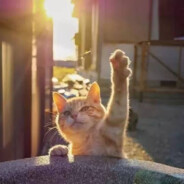 她只是没看手机